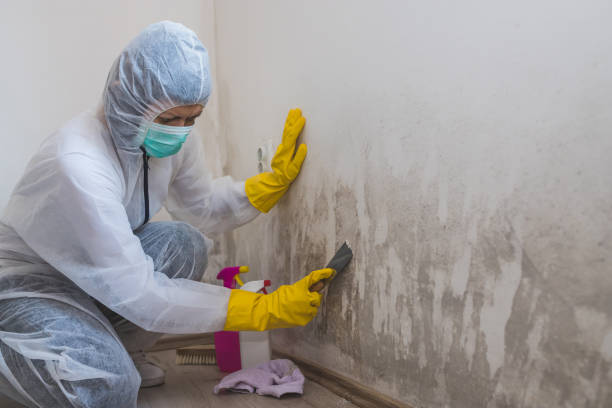 Best Localized Mold Remediation (e.g., coastal areas, humid climates) in Sylvan Springs, AL