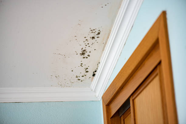 Best DIY Mold Remediation Support Services in Sylvan Springs, AL