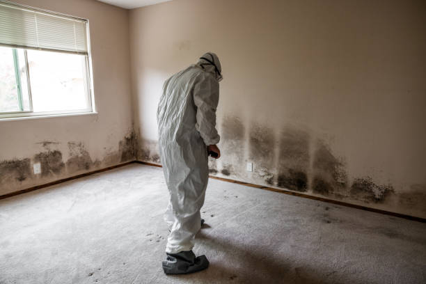 Best White Mold Remediation in Sylvan Springs, AL